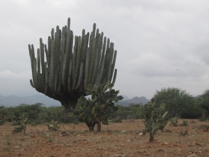 Cactuses of Different Shapes and Sizes